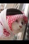 pic for arabian cat 